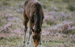 PONY Club and KAZOO Music! NYT Mini Crossword Answers