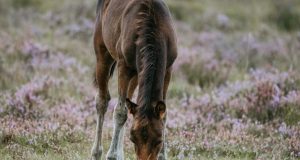 PONY Club and KAZOO Music! NYT Mini Crossword Answers