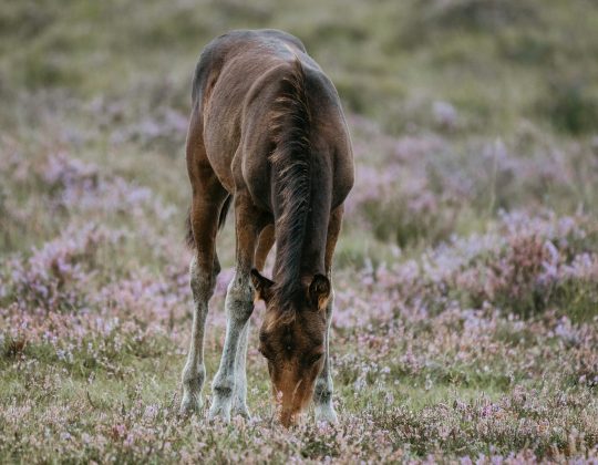 PONY Club and KAZOO Music! NYT Mini Crossword Answers