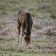PONY Club and KAZOO Music! NYT Mini Crossword Answers