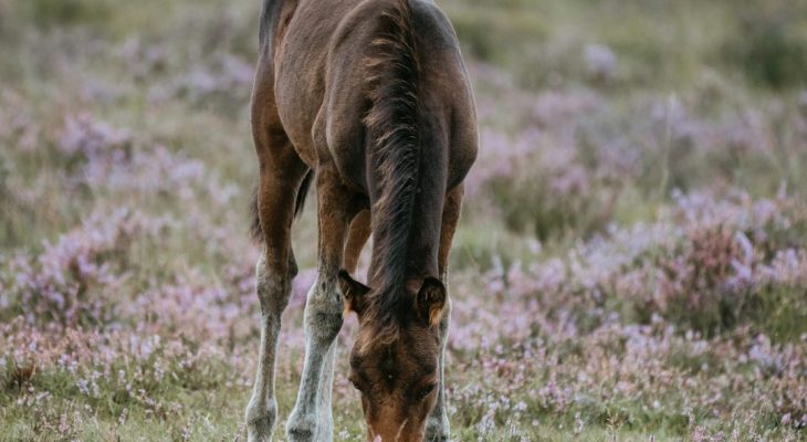 PONY Club and KAZOO Music! NYT Mini Crossword Answers