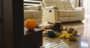 Protecting Pet Health with Routine Laboratory Checkups