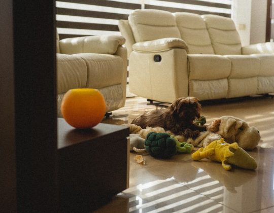 Protecting Pet Health with Routine Laboratory Checkups