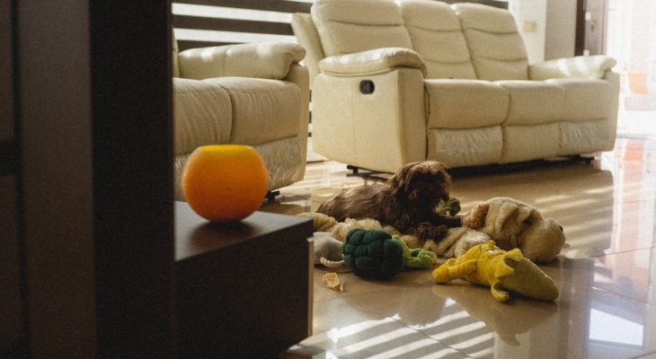 Protecting Pet Health with Routine Laboratory Checkups