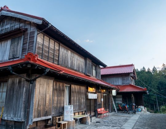 Tsunaihaiya: Meaning, Origins, and Growing